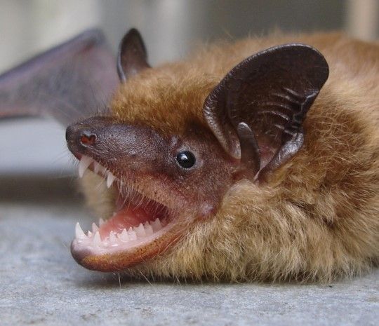 Bats Make Good Neighbors: Ten Facts That May Surprise You