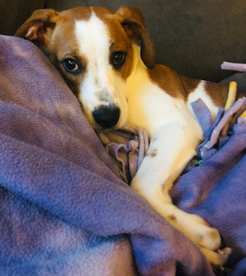 Abby - ADOPTED