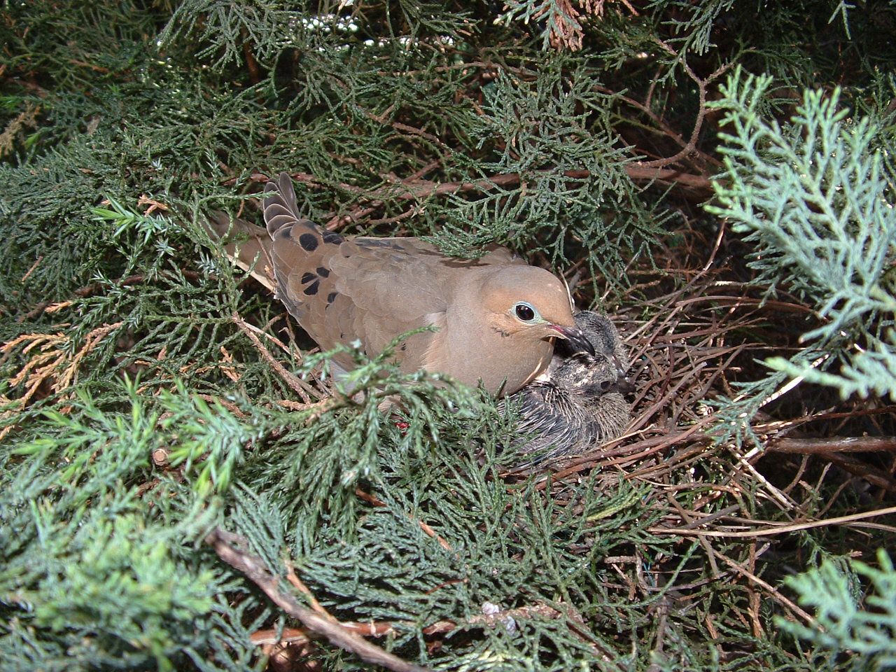 Mourning Doves at Powder Mills Wildlife Refuge