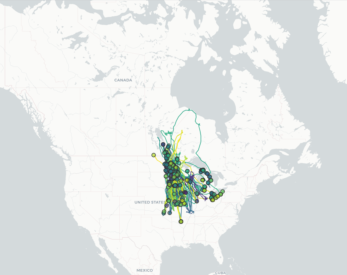 See where more than 100 swans traveled between 2019-2024!