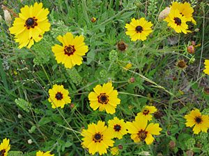 Coreopsis