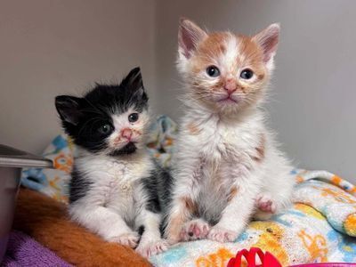 Kittens in a shelter kennel