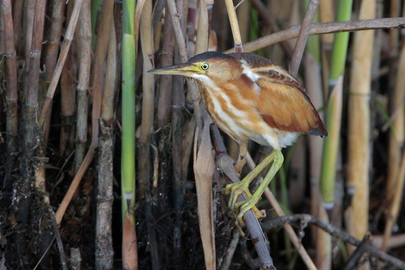 bittern bird