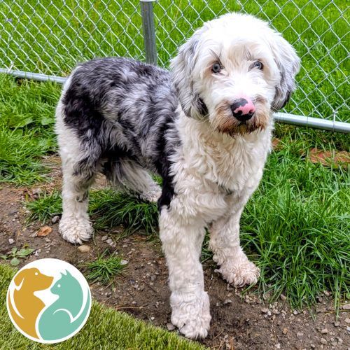 SAPPHIRE- ADOPTED WITH CLOUD!  5/11