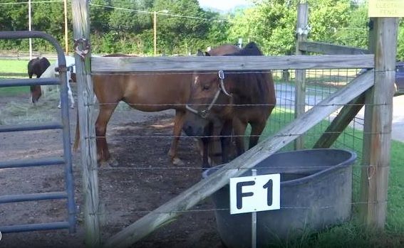 A New Home for Horse Haven