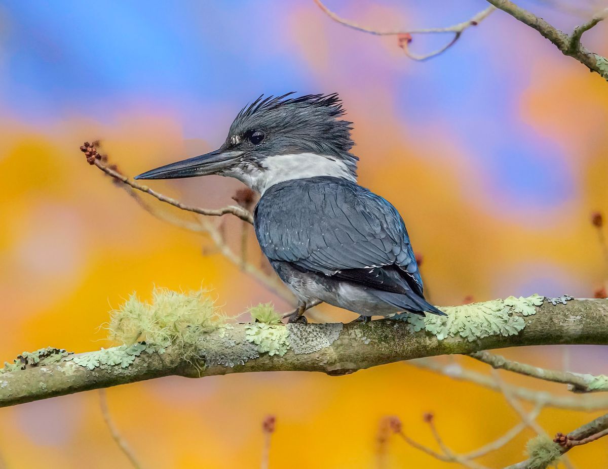 Belted Kingfisher by Alison Deluca