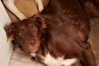 Copper - ADOPTED