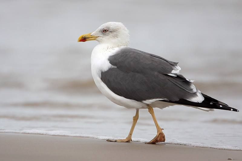 Lesser Black-backed Gull