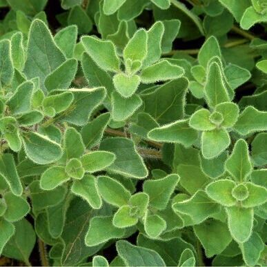 Oregano