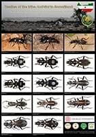 Insect Taxonomy Picture