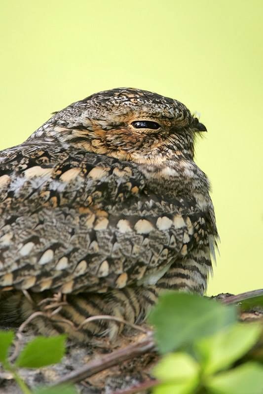 Lesser Nighthawk