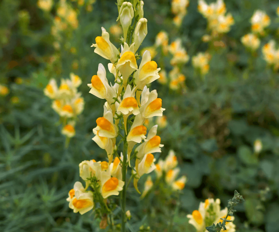 Yellow Toadflax
