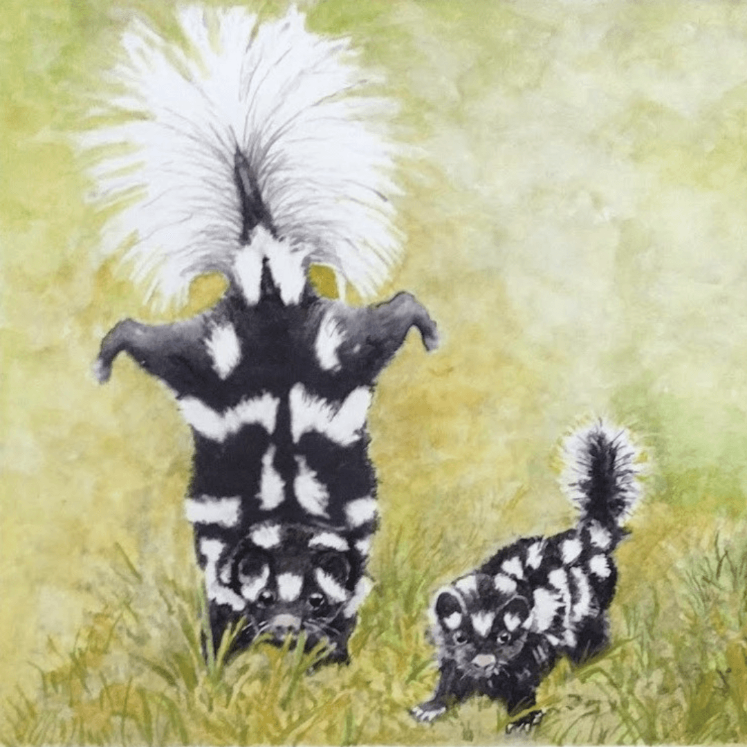 Skunk in grass.