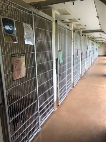 Large-breed dog kennels