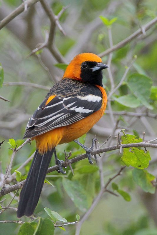 Similar Species to Hooded Oriole, All About Birds, Cornell Lab of