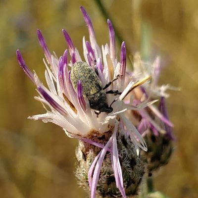 Knapweed Flower Weevil