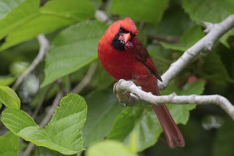 Northern Cardinal