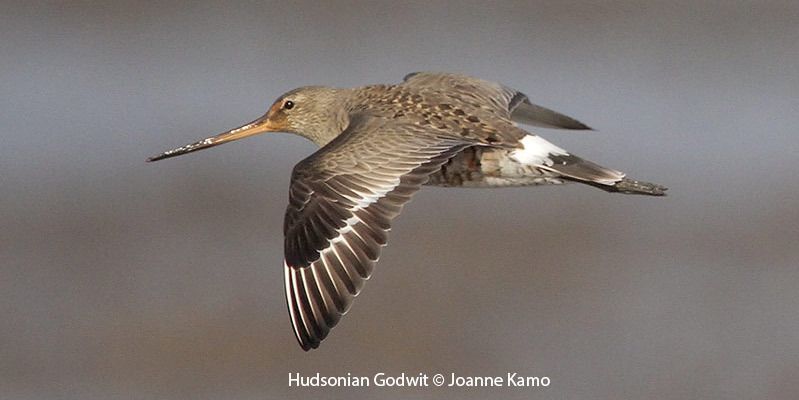 Hudsonian Godwit