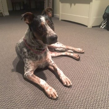 Bringing Your New Dog Home