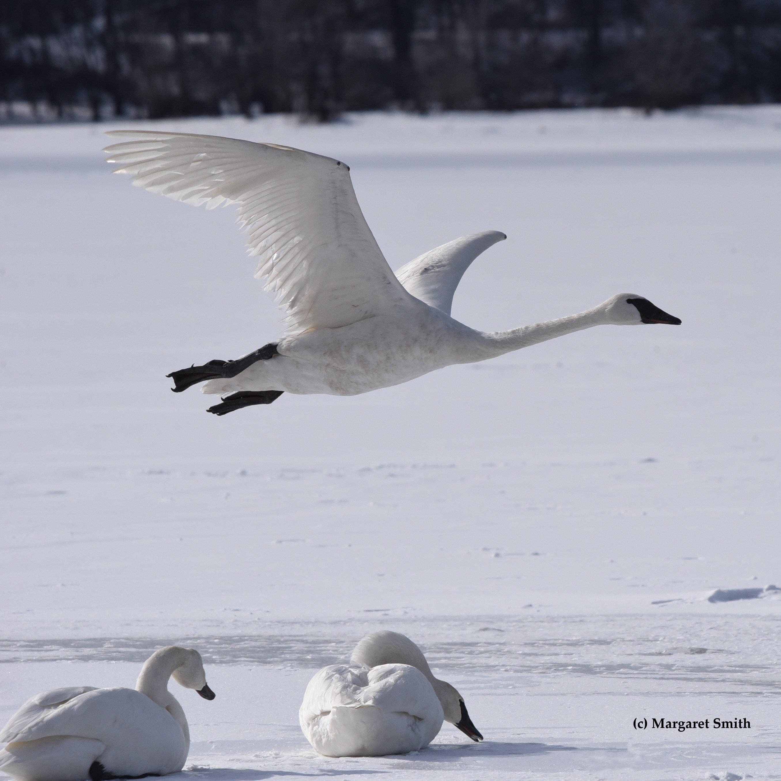 Track a Swan Journey- identify swan migration routes