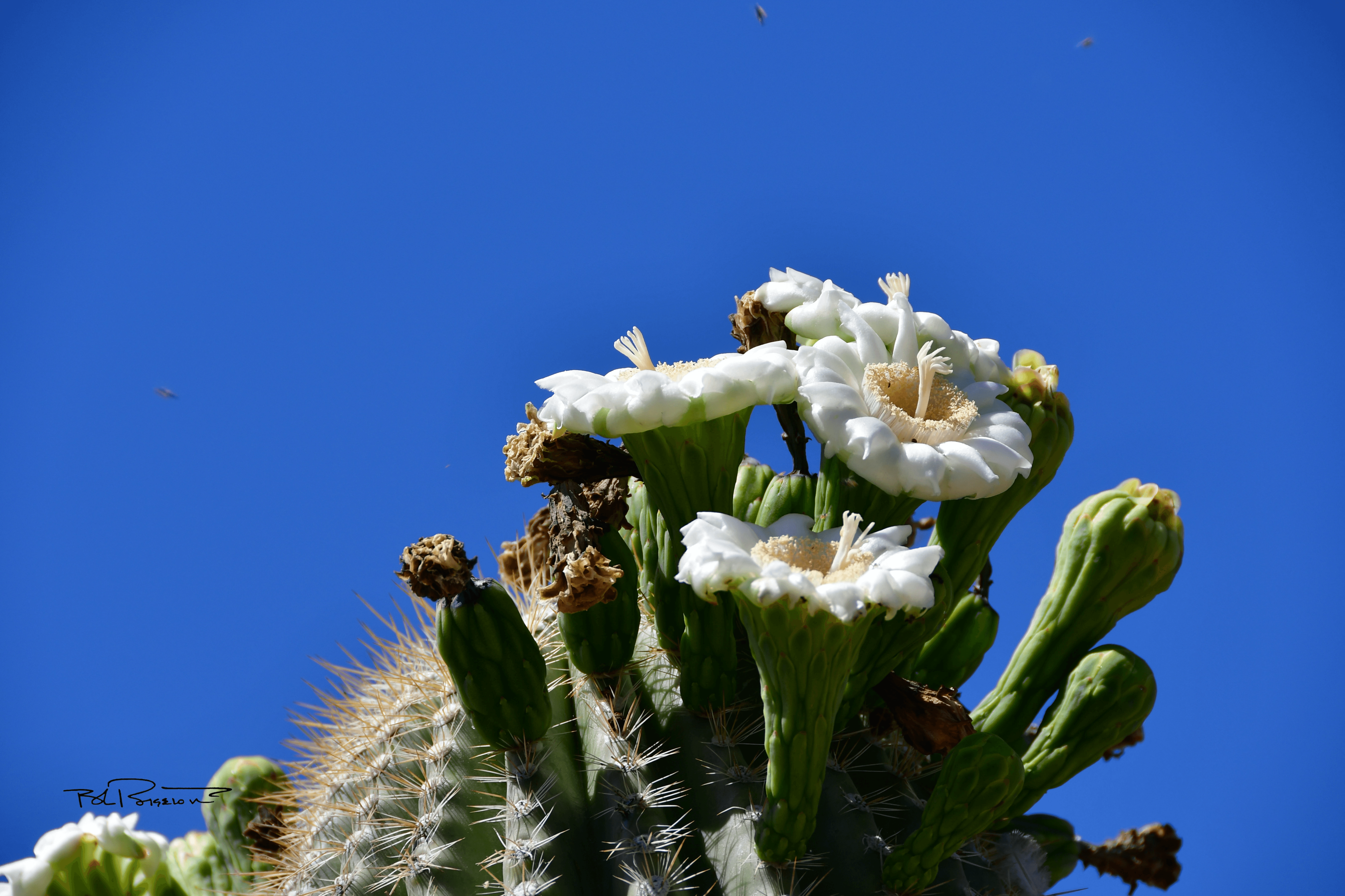 Saguaro Blossom 3