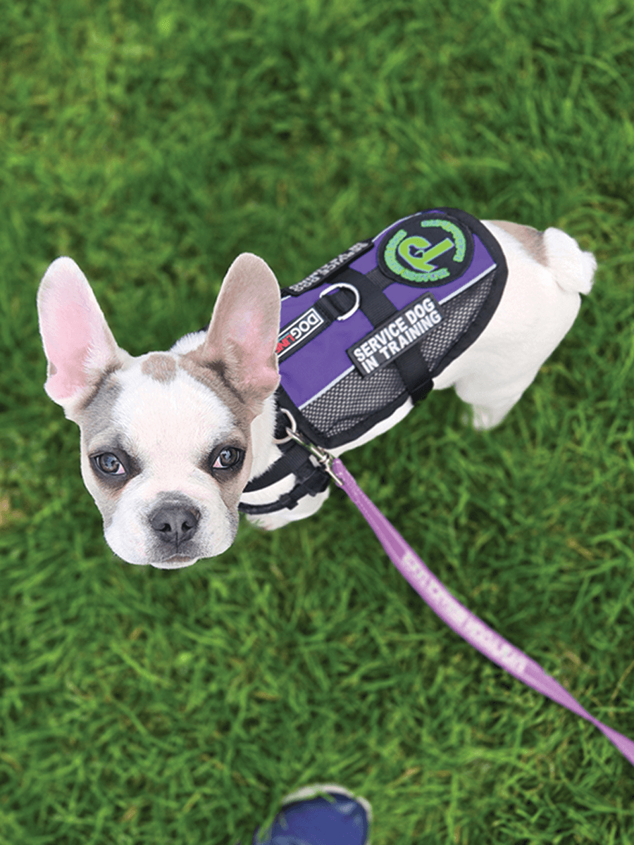 Puppy in vest looking up