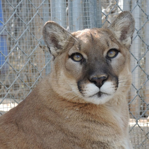Ash Mountain Lion