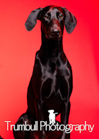 Sammy - ADOPTED