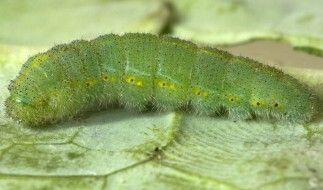 Potato beetle, cabbage worms, missoula county extension, pest alert, master gardener