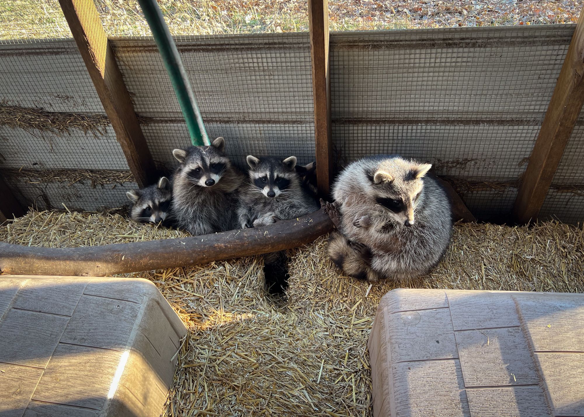 round raccoons winter wildlife nebraska rehab