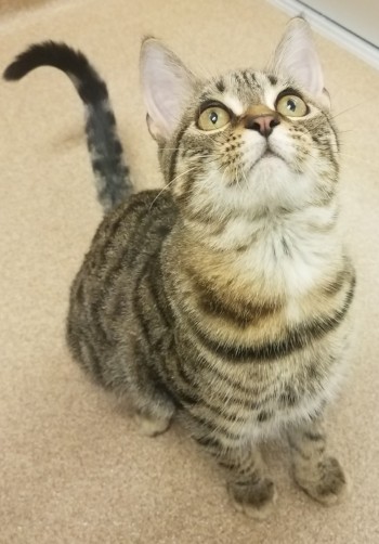 Aj