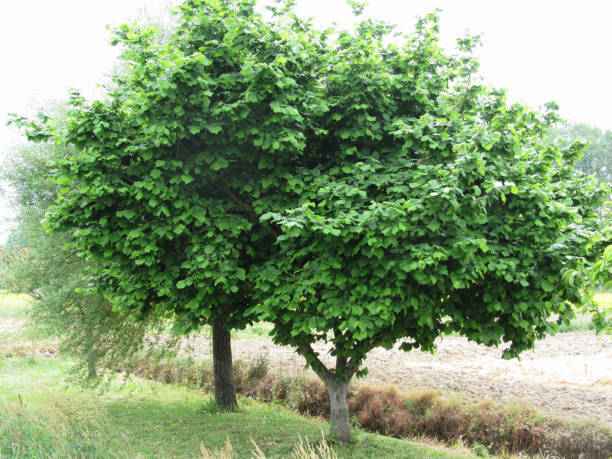 American Hazelnut - Sapling (2'-4')