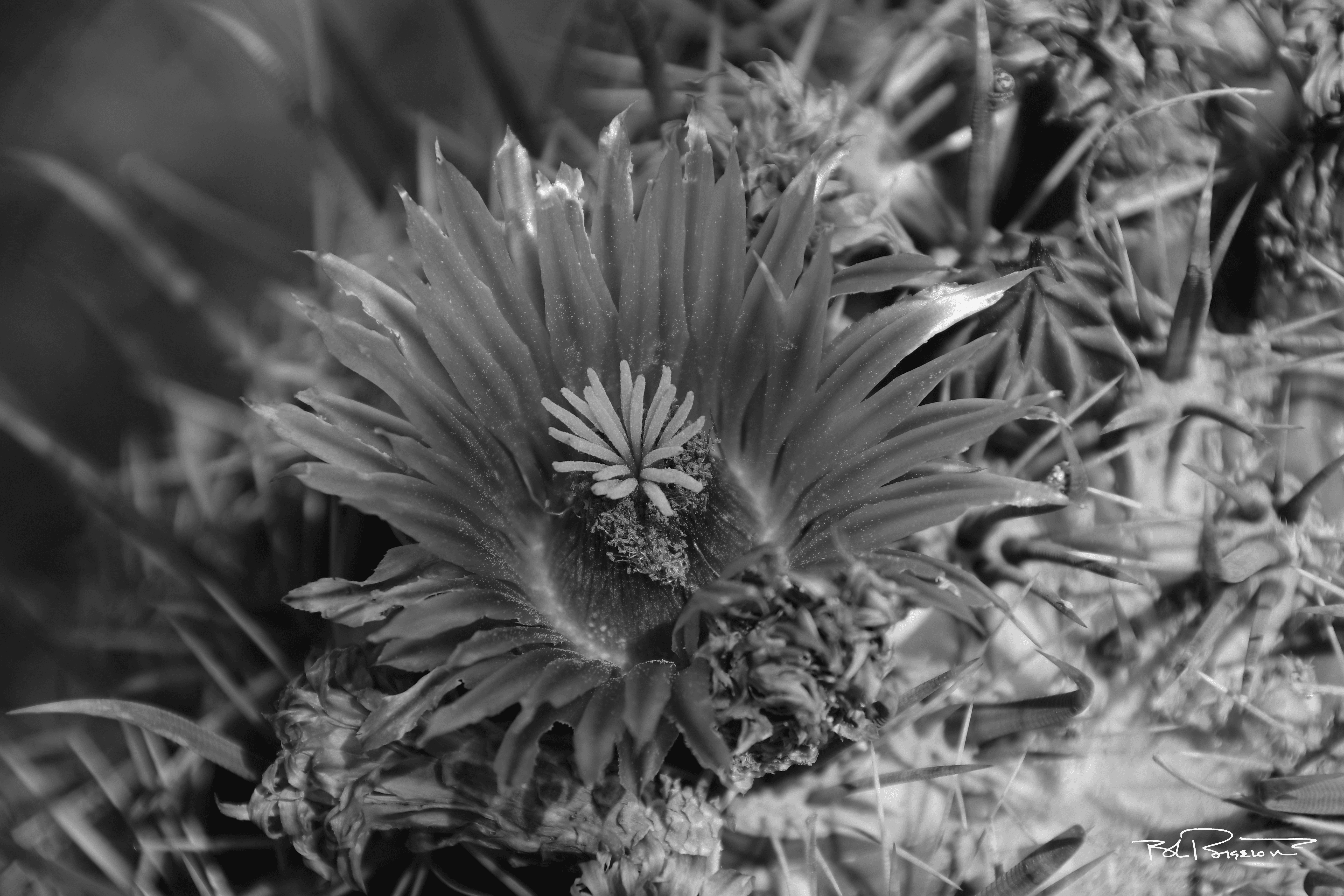 Cactus Bloom B&W 1