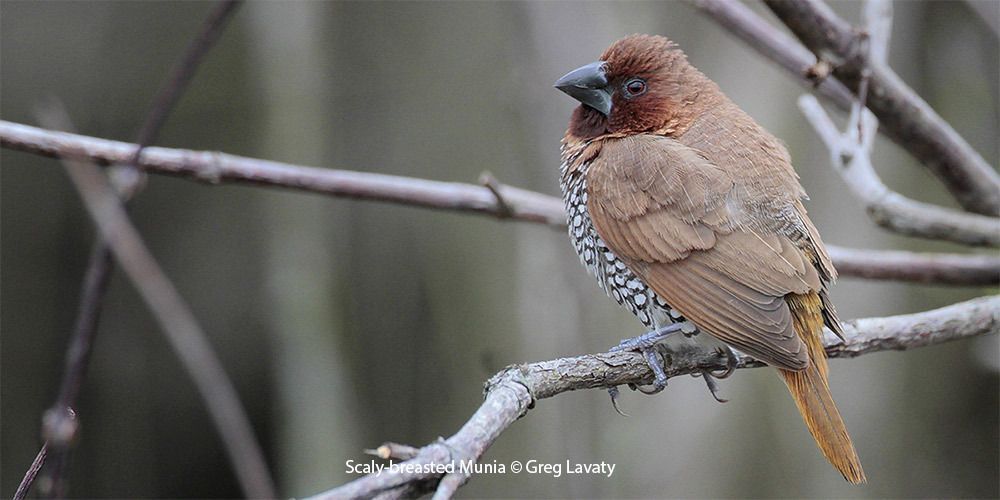 Scaly-breasted Munia