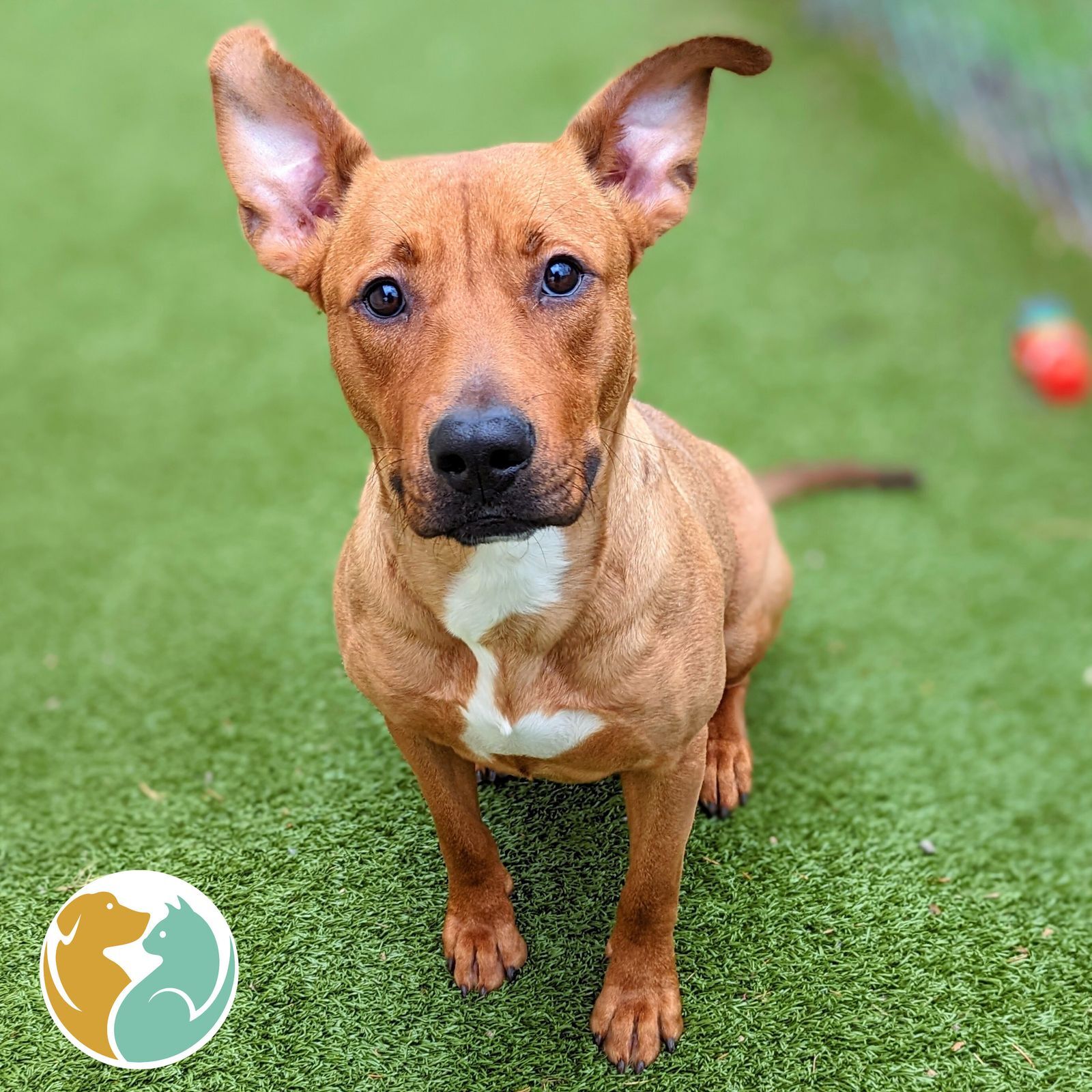 Dogs & Puppies Adopt Toledo Animal Rescue