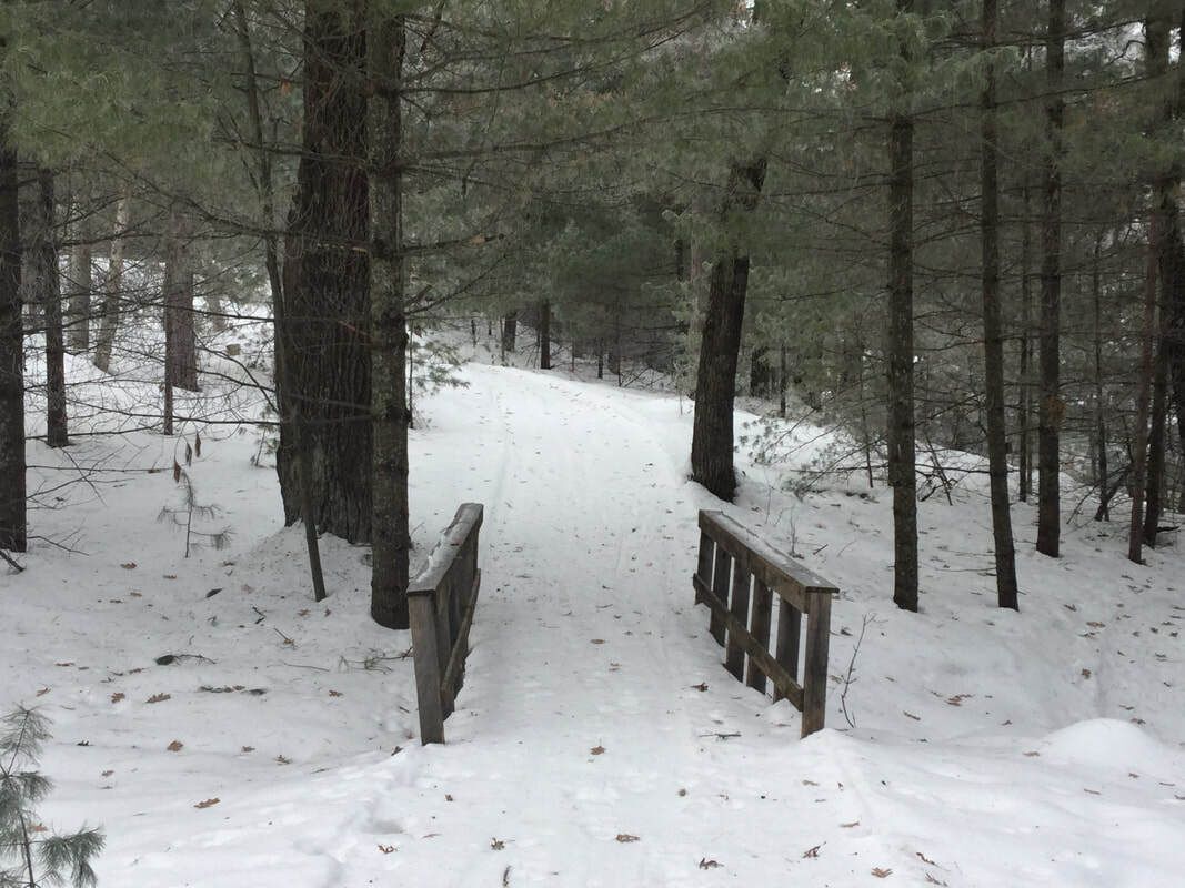 A snowy forest path with a wooden bridge and pine trees.