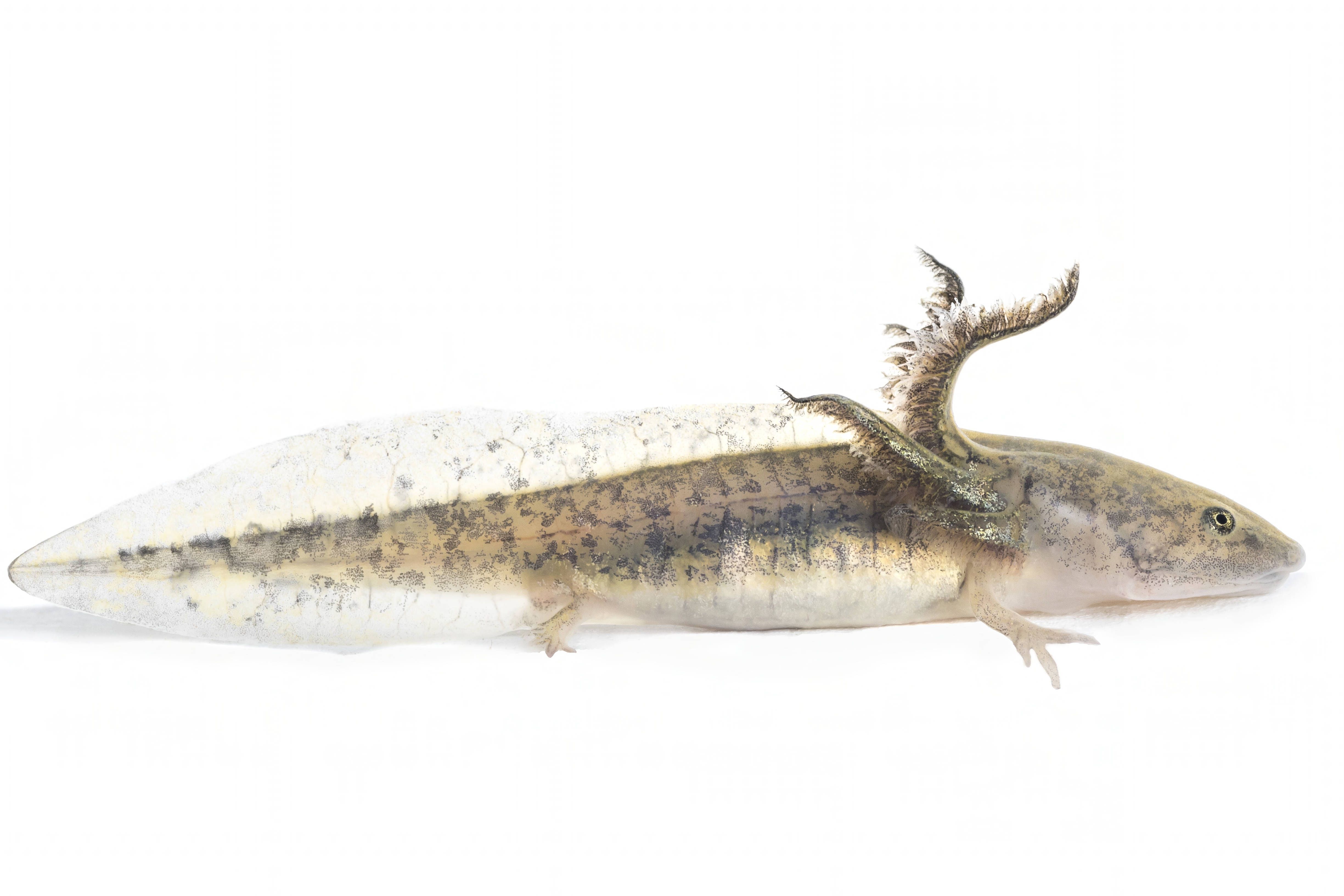 Scientists trying to save ancient salamander