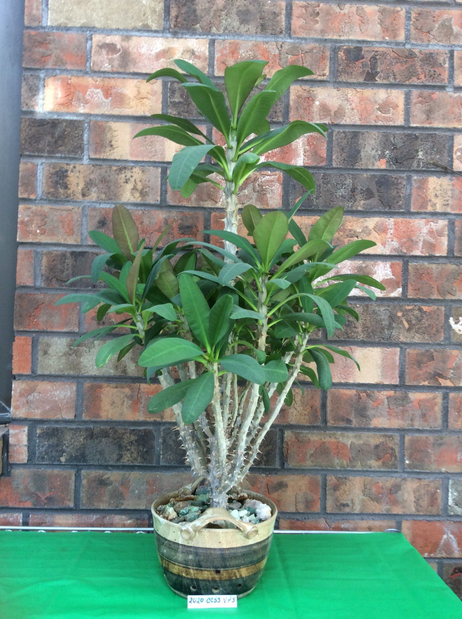 Euphorbia x lomi 'Poysean'