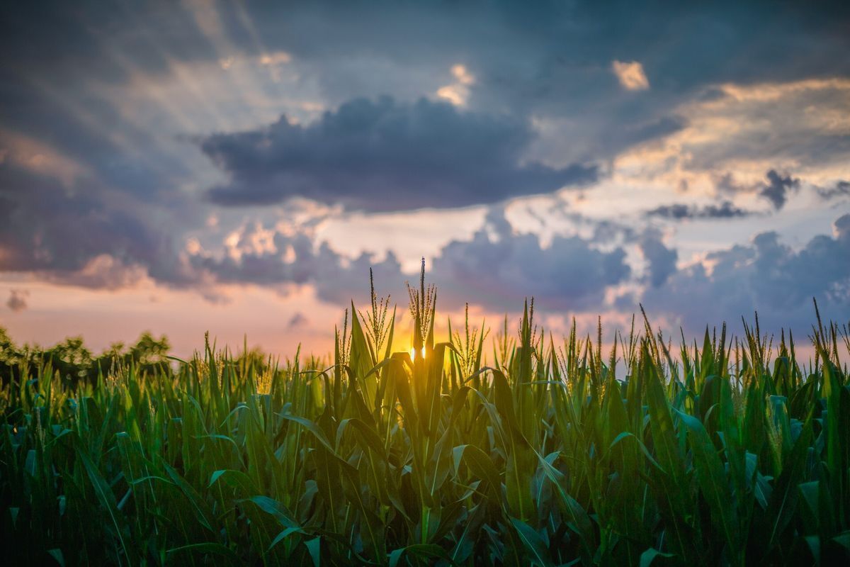 Cornfield at sunset
