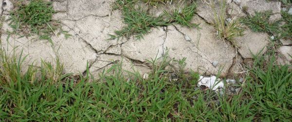 Closeup photo of a sidewalk in disrepair. It is broken into many pieces and green grass has begun to grow up between the cracks.