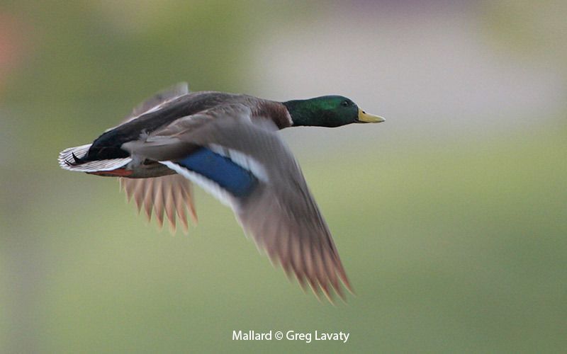 Mallard