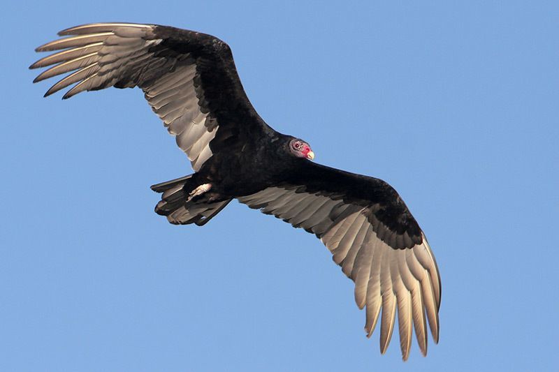 Turkey Vulture