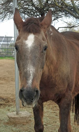 Hope mustang Horse and Burro Rescue Southwest Wildlife