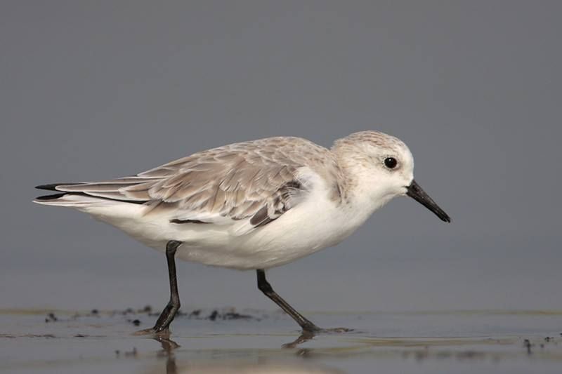 Sanderling