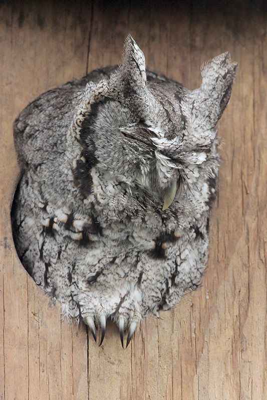 Eastern Screech-Owl