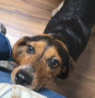 Lilo