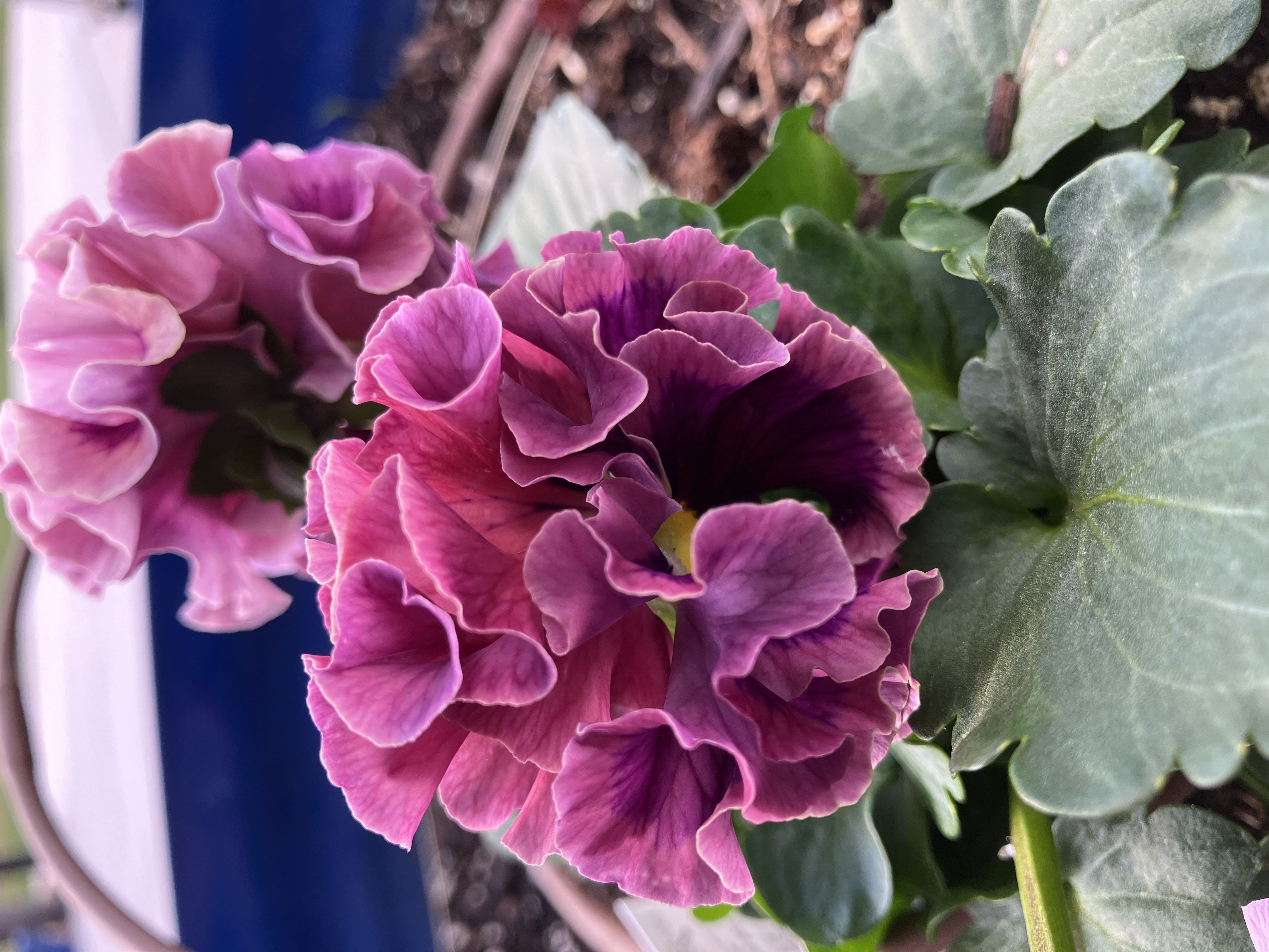 Missoula County Pest Alert Message April 14,2026