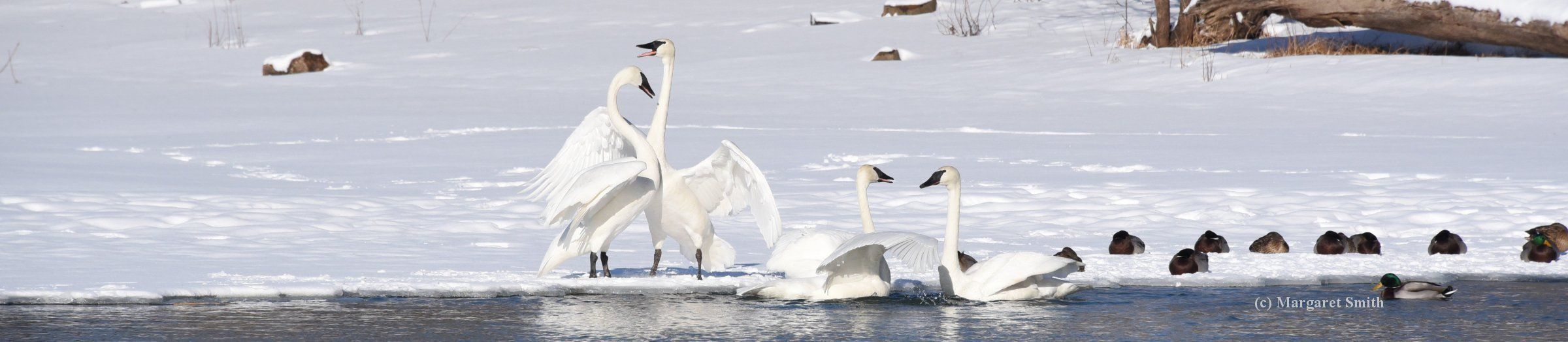 The Site Map on the Trumpeter Swan Society website helps you easily find the swan information you want to know