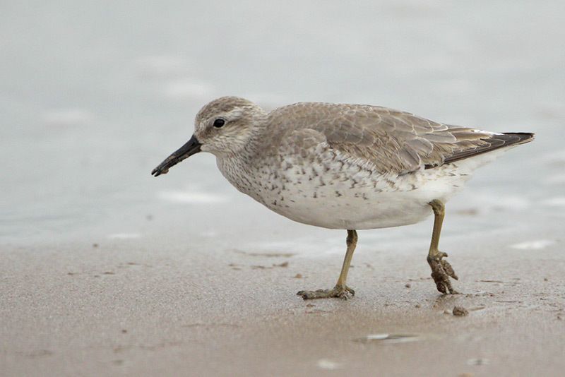 Red Knot