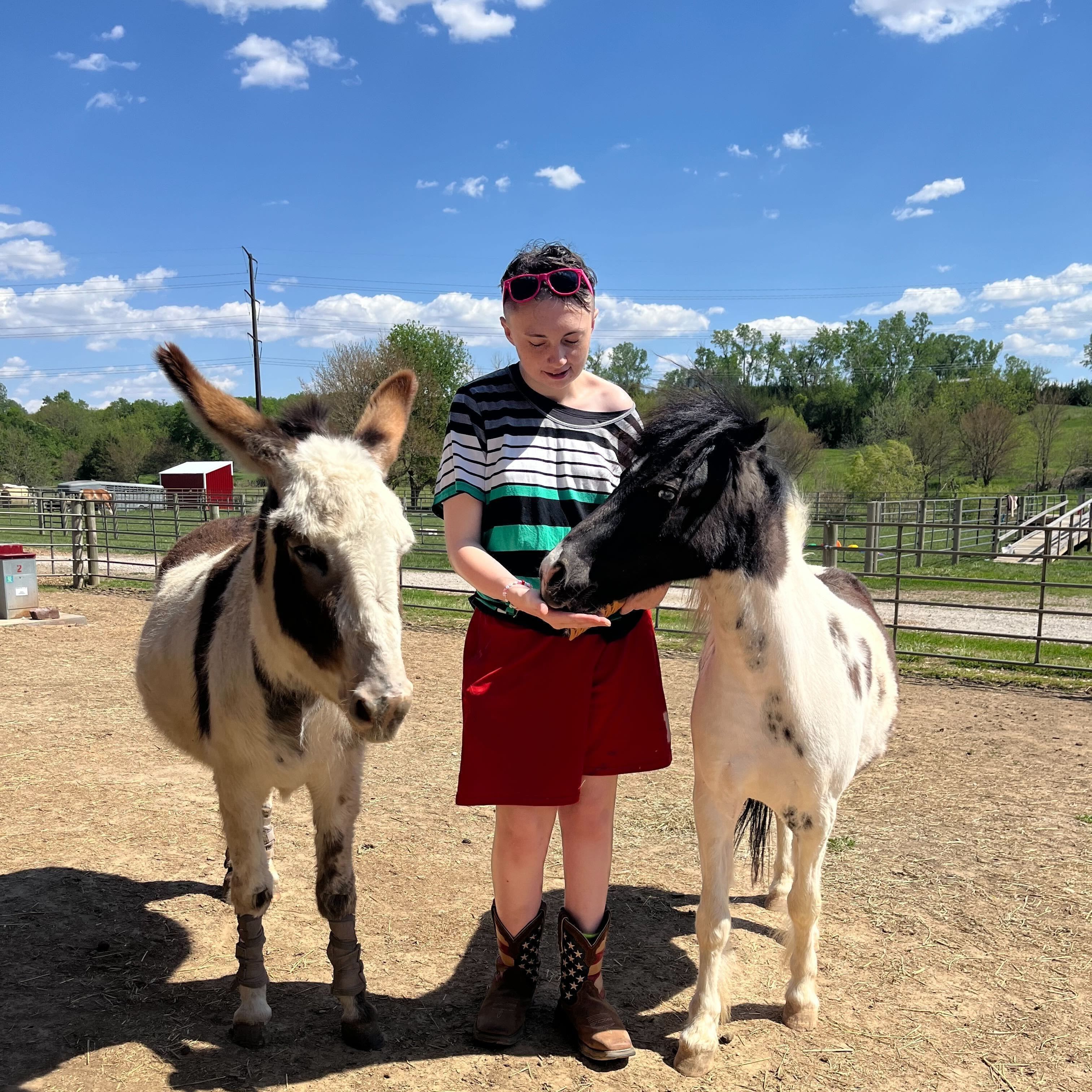 Miniature Horse Cart Driving